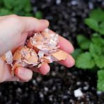 Vỏ trứng rất dễ vướng lại trong cống