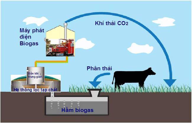 Xử lý nước thải chăn nuôi bằng Biogas