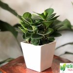 Cách chọn cây cảnh để bàn hợp phong thủy 