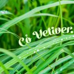 Cỏ Vetiver - hay còn gọi là cỏ hương bài - là loại cỏ gì?