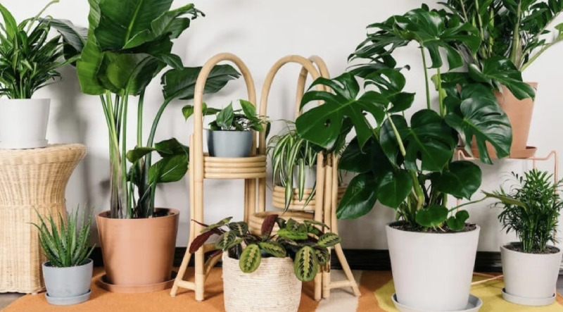 Top 10 loại cây trồng trong nhà tốt cho sức khỏe 5 Các cây xanh có khả năng lọc không khí, giúp loại bỏ bụi bẩn và các chất độc hại.